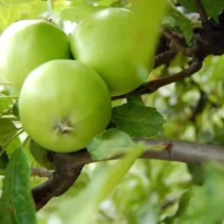 Manzana Verde Orgánica x Kg. (Variedad: Granny Smith)