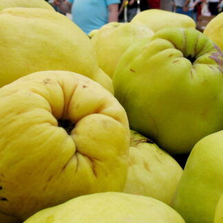 Membrillo Orgánico x Kg.