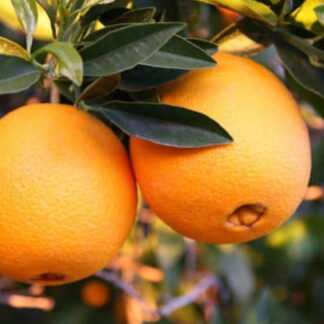 Naranja Agroecológica x 1 Kg. (Variedad: Ombligo)