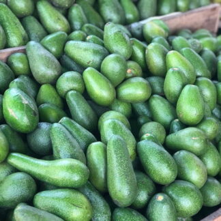 Palta Agroecológica x 1/2 Kg. (Variedad: Fuerte)