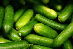 Pepino Agroecológico x 1 Kg.