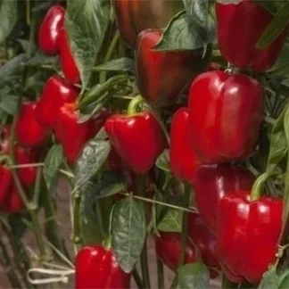 Pimiento Rojo Agroecológico x 1/2 Kg.