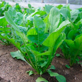 Rúcula Agroecológica x Atado