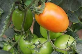 Tomate Agroecológico x 1/2 Kg. (Variedad: Perita) - Córdoba -