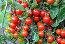 Tomaticos Cherries Orgánicos x 1/4 Kg.