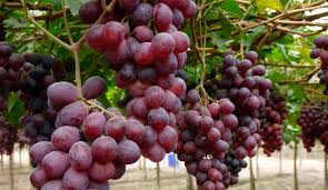 Uvas Orgánicas x 1/2 Kg. (Variedad: Red Globe)