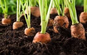 Zanahoria Agroecológica x 1 Kg.
