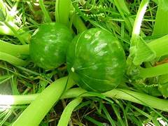 Zapallito Verde Agroecológico x Kg.