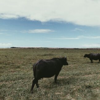 Carne de Búfalo
