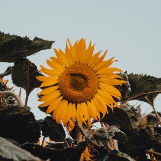 de Girasol