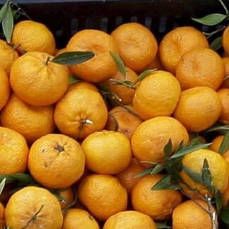 Mandarinas Orgánicas x 1/2 Kg. (Variedad: Nova)