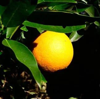 Naranja Agroecológica x 1/2 Kg. (Variedad: Salustiana para Jugo)
