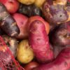Papines Andinos Agroecológicos x 1/2 Kg. (Variedades: Oca & Andinos) - Image 3