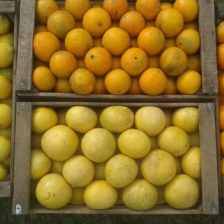 Promo Cajón de Citricos Mixto (4 Kg de Mandarina, 4 kg de Naranja de jugo, 2 Kg de Pomelo y 2 kg de Limón)