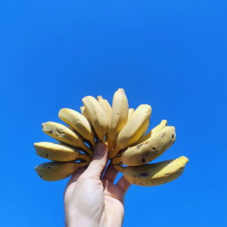 Bananas Orgánicas x 16/17 Kg. (Variedad: Prata)