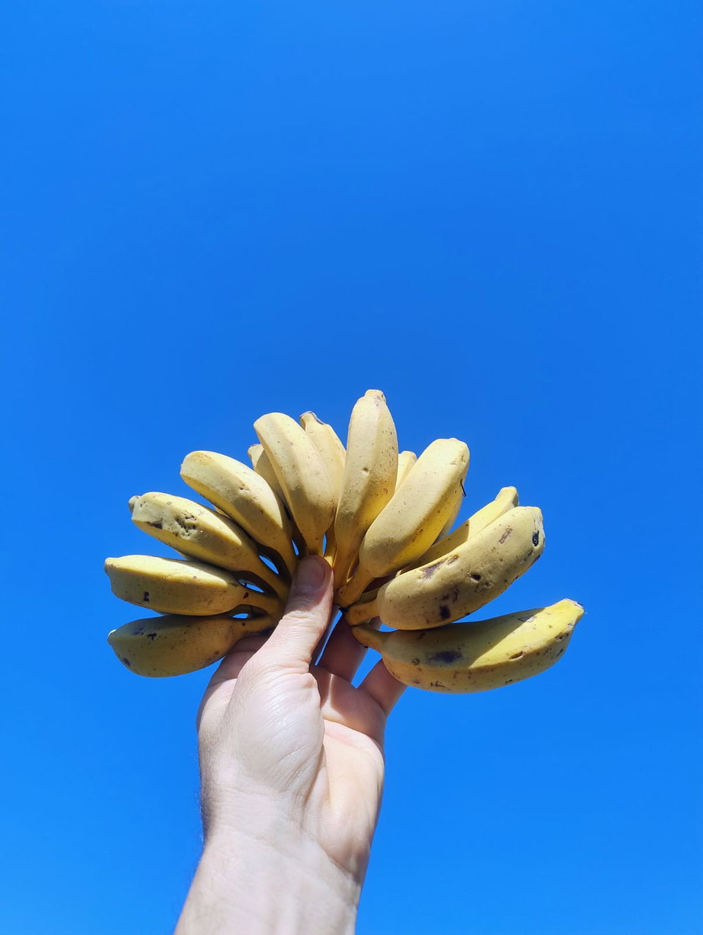 Bananas Orgánicas x 16/17 Kg. (Variedad: Prata)