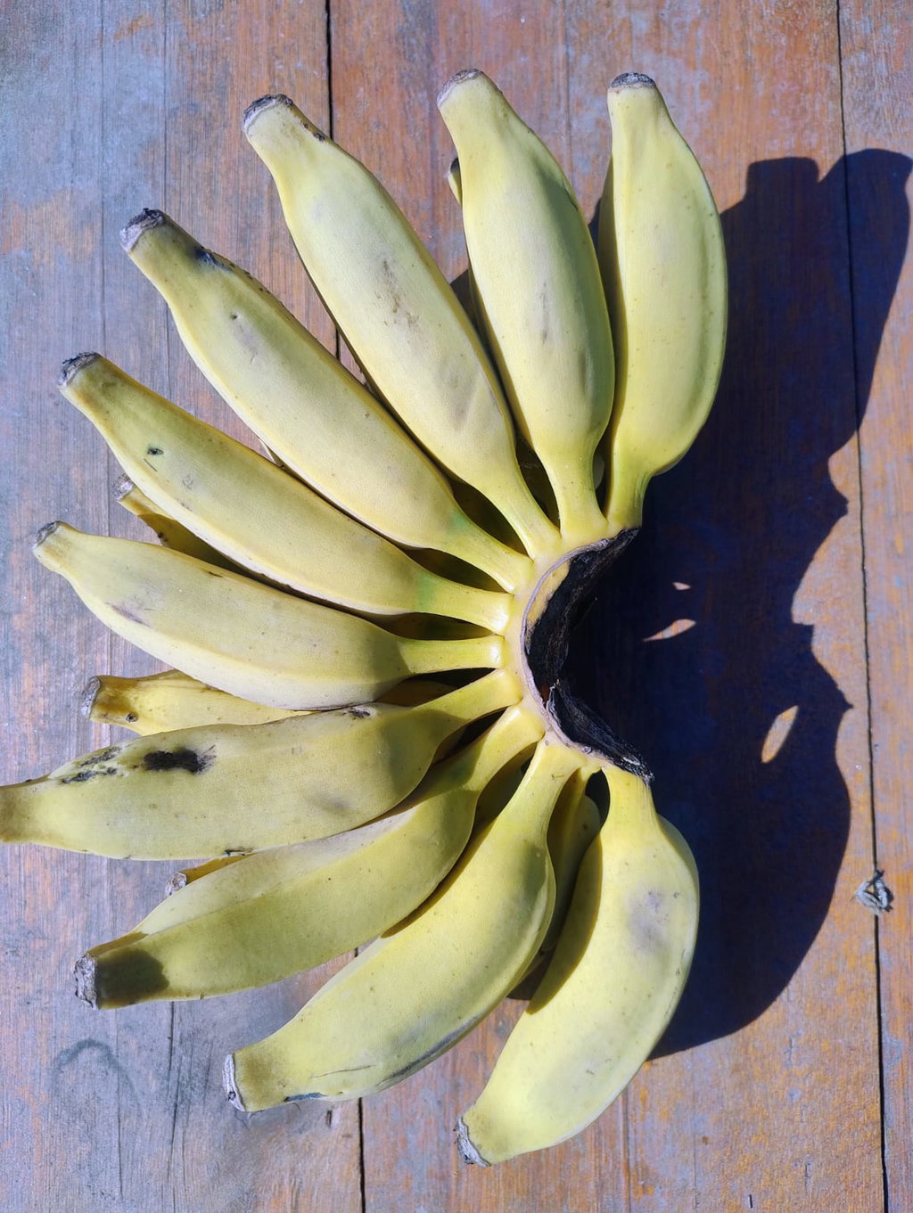 Bananas Orgánicas x 16/17 Kg. (Variedad: Prata) - Image 3