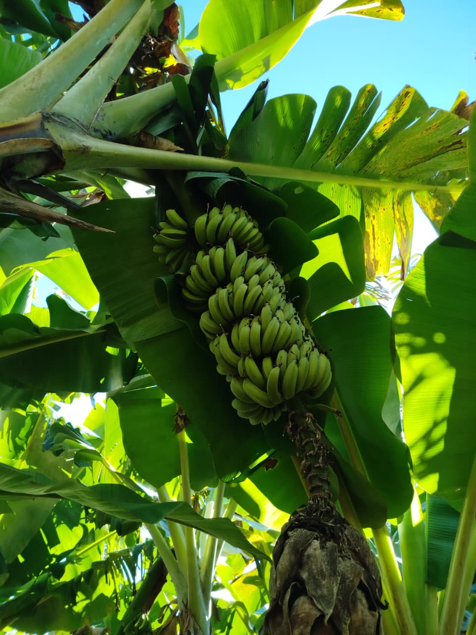 Bananas Orgánicas x 16/17 Kg. (Variedad: Prata) - Image 5
