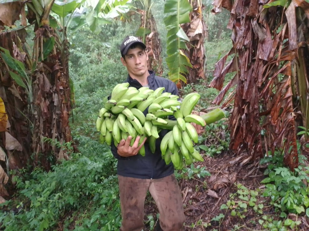 Bananas Orgánicas x 16/17 Kg. (Variedad: Prata) - Image 6