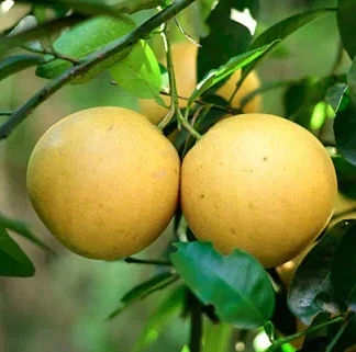Pomelo Agroecológico x 1 Kg. (Variedad: Amarillo)