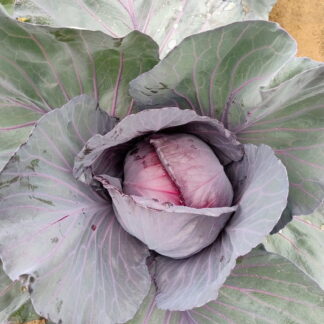Bolsa de Repollo Morado Agroecológico x 3 unidades