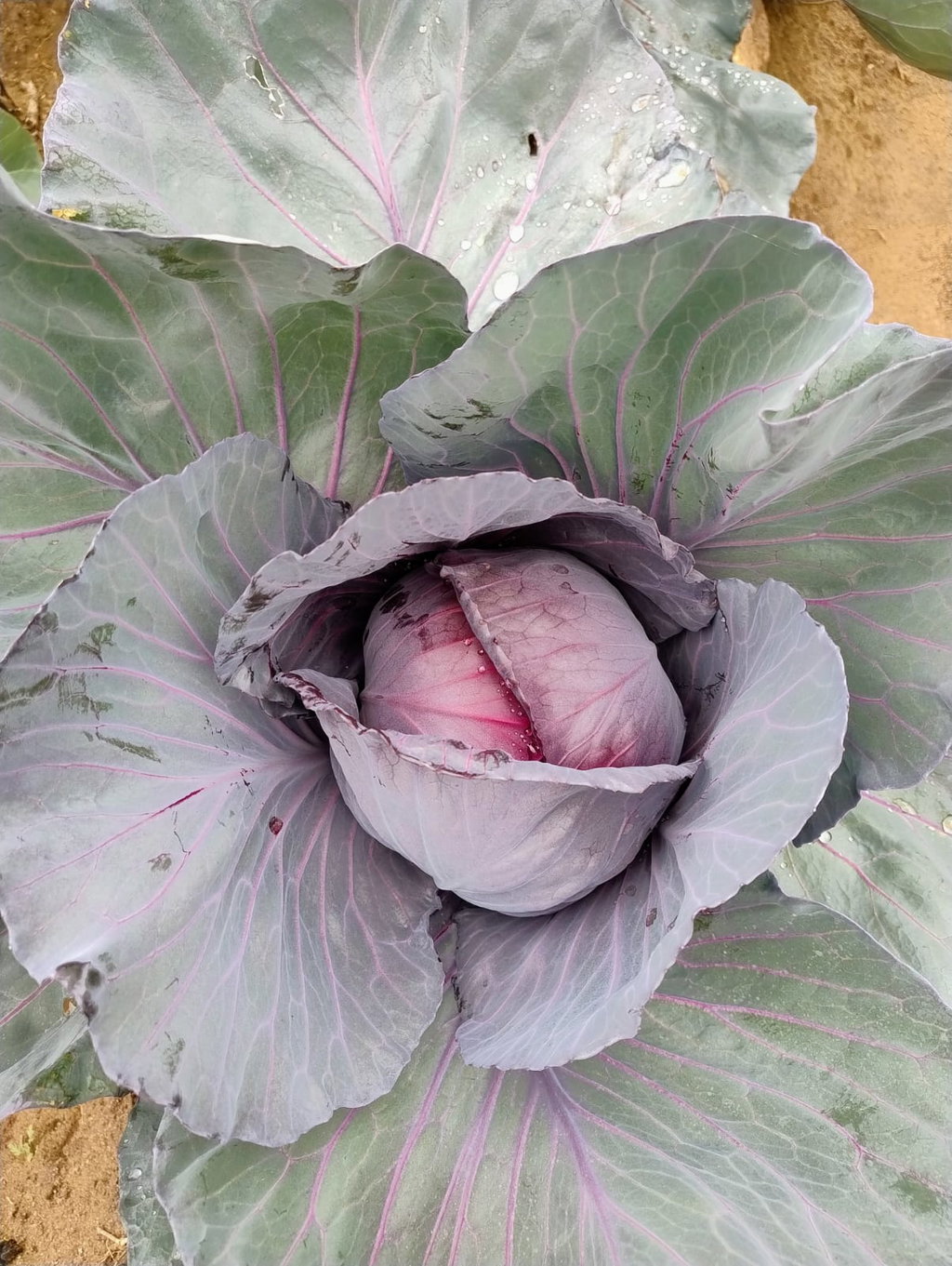 Bolsa de Repollo Morado Agroecológico x 3 unidades