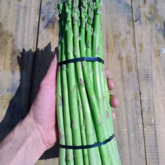 Espárragos Agroecológicos x Atado