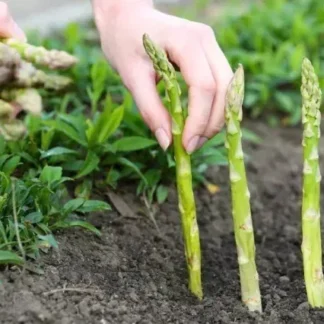 Espárragos Agroecológicos x Atado