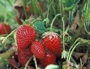 Frutillas Agroecológicas x 1/2 Kg.