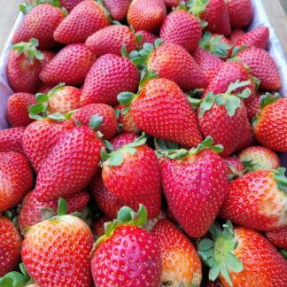 Frutillas Agroecológicas x 1 Kg.