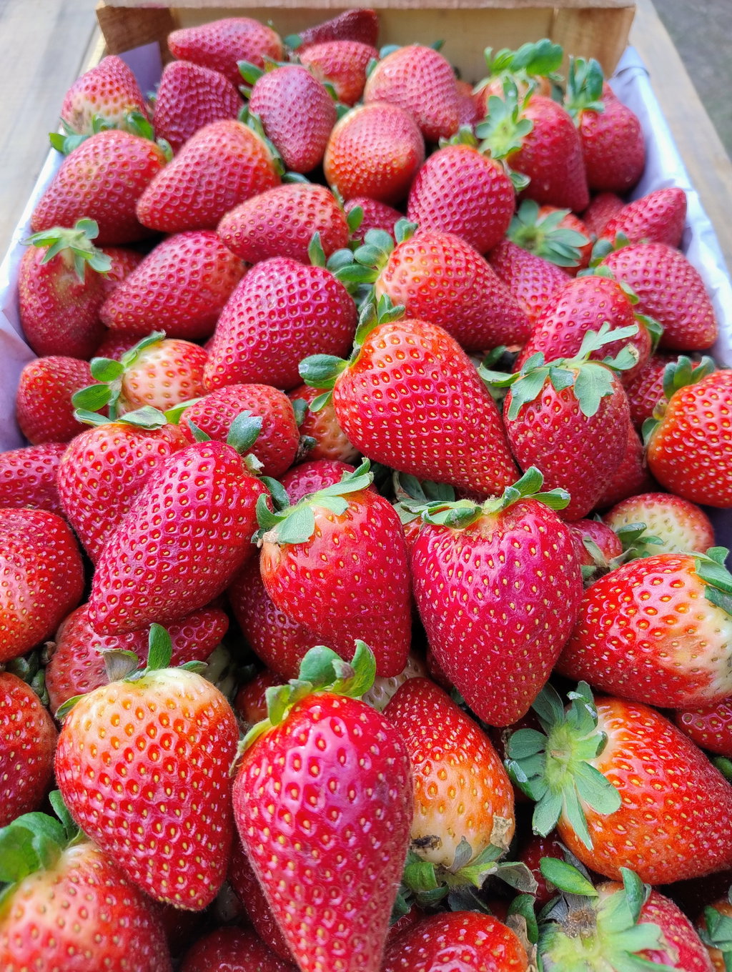 Frutillas Agroecológicas x 1 Kg.