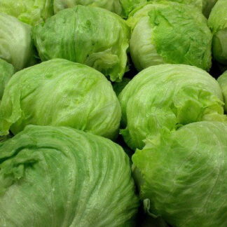 Lechuga Repollada Agroecológica x Unidad