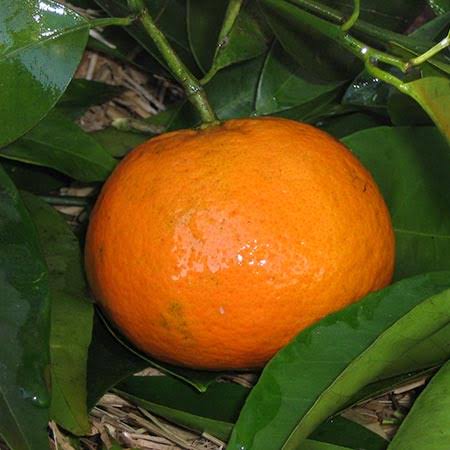 Mandarinas Orgánicas x 1 Kg. (Variedad: Encore)