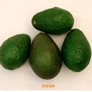 Palta Agroecológica x 1 Kg. (Variedad: Bacon)