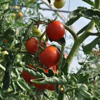 Tomate Agroecológico x 1 Kg. (Variedad: Redondo)