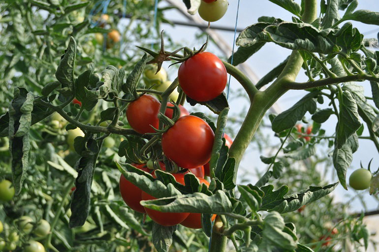 Tomate Agroecológico x 1 Kg. (Variedad: Redondo)