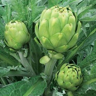 Alcaucil Agroecologico x Unidad