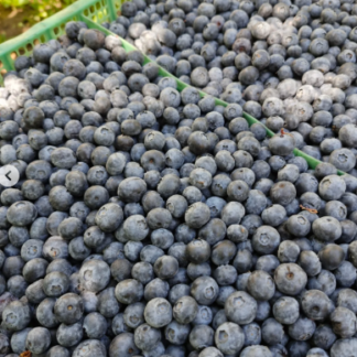 Arándano Agroecológico 2 kg a granel, (Origen, Tucumán)