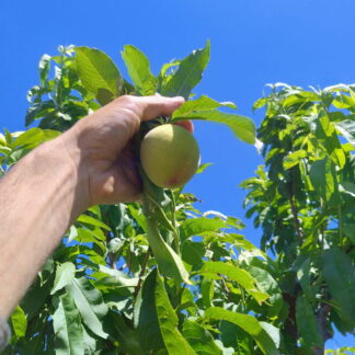 Duraznos Agroecológicos x 15 Kg. (Variedad: FLORDAKING)