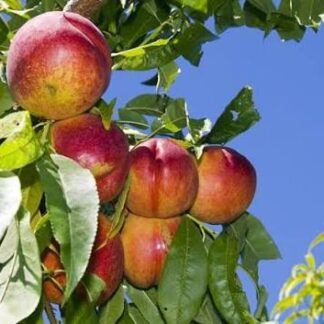 Duraznos Agroecológicos x 1 Kg. (Variedad: FlorDaking)